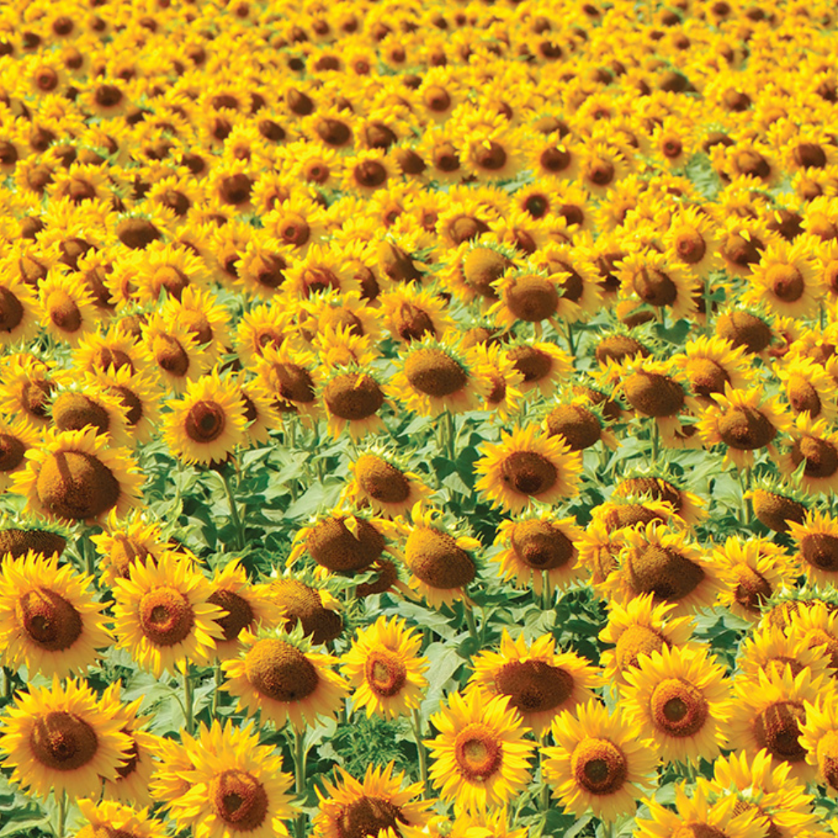 Sunflower Oil